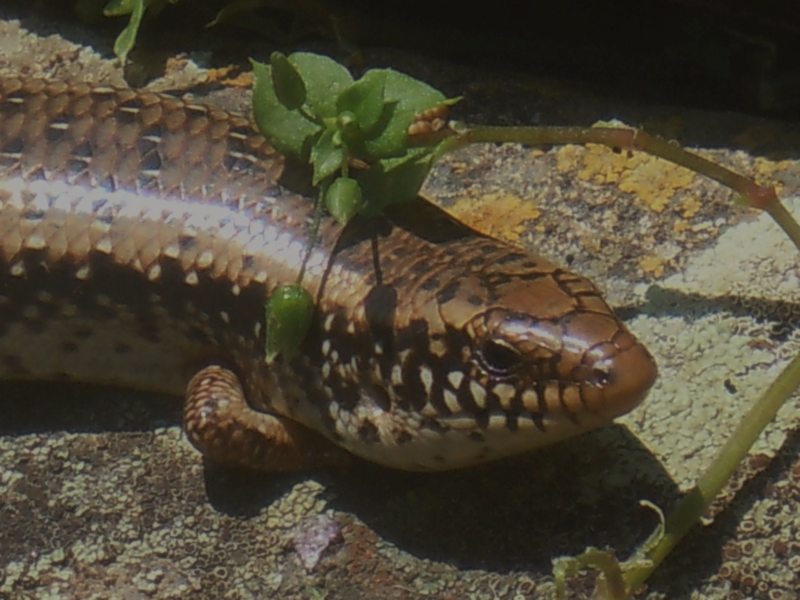 ..gongili ocellati dalla Gallura